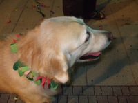 ����� �� -���� - ����� - ��� ���� - 2008 